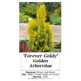 4 Forever Goldy Arborvitae Plants