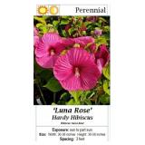 5 Hardy Rose Dinnerplate Luna Hibiscus Plants