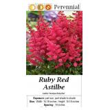 4 Ruby Red Plume Flower Astilbe Plants