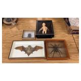 Taxidermy Of the Odd and Interesting
