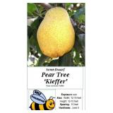2 Sweet Kieffer Pear Trees