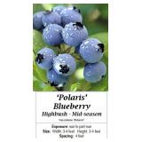 Blueberry Patch Collection