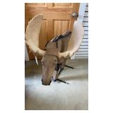 1/3 Scale Moose Target