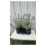4-Lavender Plant