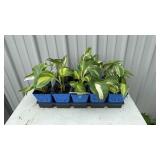 10-Hosta Plant