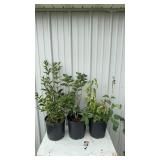 3-Sweetheart Lilac