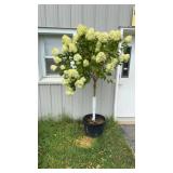 Hydrangea Tree