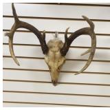 European White Tail Mount
