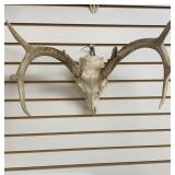 European White Tail Mount