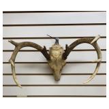 European White Tail Mount