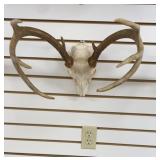 European White Tail Mount