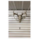 European White Tail Mount