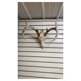 European White Tail Mount