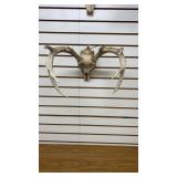 European White Tail Mount