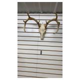 European White Tail Mount