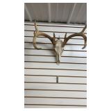 European White Tail Mount