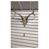 European White Tail Mount