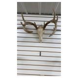 European White Tail Mount