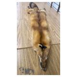 Red Fox Pelt