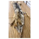 Coyote Taxidermy Pelt