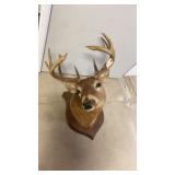 10 Point White Tail Taxidermy Mount