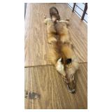 Red Fox Pelt