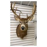 8 Point White Tail Taxidermy