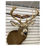 9 Point White Tail Taxidermy