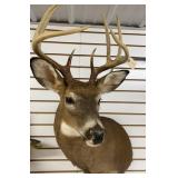 8 Point White Tail Taxidermy