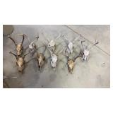 9 Buck Skulls