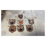 7 Buck Antler Mounts