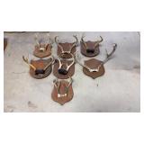 7 Buck Antler Mounts