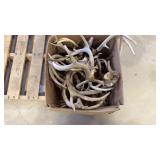 Box Full Of Antlers