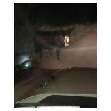 This Beefer Is Ready For The Holloween Party