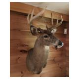 White Tail Buck Mount
