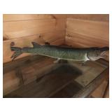 Nice "Pike" Fish Mount