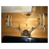 Two White Tail Deere Antlers