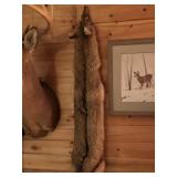 Full Coyote Fur With Tail