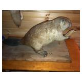 Nice Beaver Mount Mounted On Board
