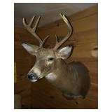 White Tail Buck Deer Mount - 8 Point