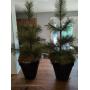 [Gladstone Estate Pick-up] ~Holiday House Auction!! Tis the Season for Stocking up on Holiday Decor of all Kinds ~ Halloween & Fall ~ Christmas D