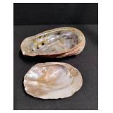 Natural Abalone Shell Collection