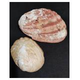 Natural Abalone Shell Collection