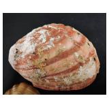 Natural Abalone Shell Collection