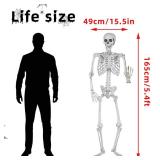 Wocst 5.4Ft/165cm Halloween Skeleton Full Body Life Size Human Bones with Movable Joints for Indoor Outdoor Halloween Props Decorations