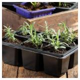 Seed Needs Rosemary Seeds for Planting - Non-GMO Heirloom & Untreated Perennial Herbs to Plant a Medicinal & Culinary Kitchen Garden Indoors or Outdoors (1 Pack- 100 Seeds)