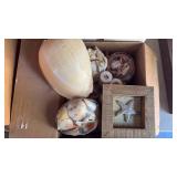 Natural Seashell Collection with Starfish - Retail: $35