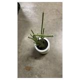 Ceramic White Pot with Artificial Flower Stems