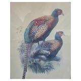 Phasianus deccollatus wall art