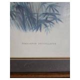 Phasianus deccollatus wall art
